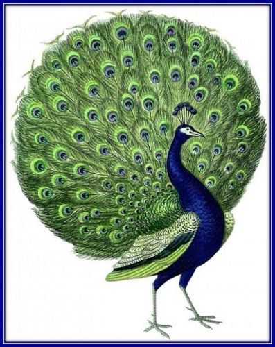 30 Custom Blue Peacock Art Personalized Address Labels