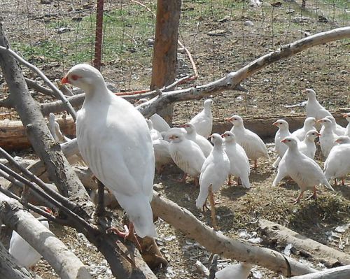 18+ White Chukar Partridge Hatching eggs, Fresh! Fertile! NPIP AI Clear!