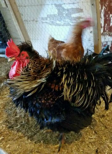 8+frizzle hatching eggs