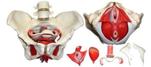 Medical Anatomical Female Pelvis Model with Removable Organs, 6-part, Life Size