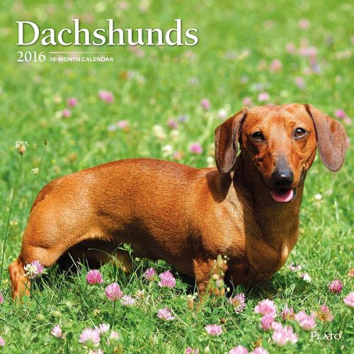 2016 Dachshunds 12&#034; x 12&#034; Wall Calendars NEW BrownTrout Plato German badger dog