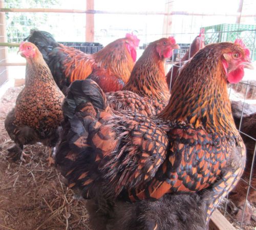 8+ Gold Laced Cochins Large Fowl Fertile Hatching Eggs......NPIP