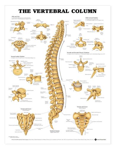 The Vertebral Column Orthopedic Spine* Anatomy Poster * Anatomical Chart Company
