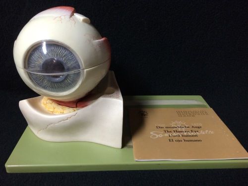 SOMSO CS1 Human Eyeball Anatomical Eye Model - 5 parts CS 1 Eye