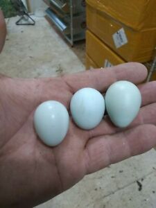 3 dozen + celadon blue coturnix quail  hatching eggs free shipping