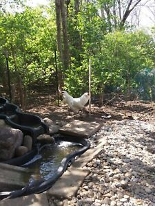 6 Fertile White Pure  Ameraucana Blue Hatching Egg For Hatching