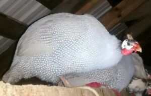 1 dozen fertile Guinea hatching eggs