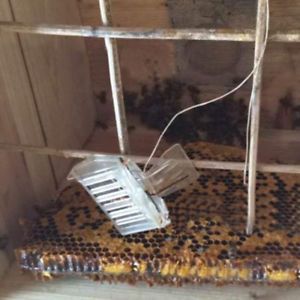 1pc Plastic Queen Cage Clip Bee Catcher Beekeeper Beekeeping Tool Equipment BW