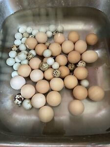 10+ Fresh Fertilized Barnyard Mix Hatching Eggs