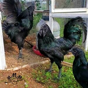 6 Ayam Cemani Hatching Eggs