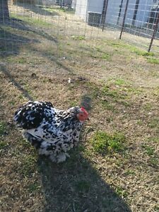 8+ Bantam Cochin Mottled and White Hatching Eggs