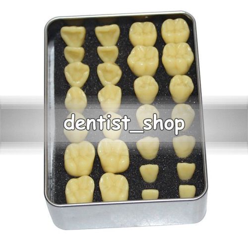 2 Times Permanent Teeth Carving Models with no base One Set of 28 PCS