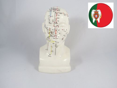 Professional medical educational acupuncture human head it-094 20cm artmed for sale