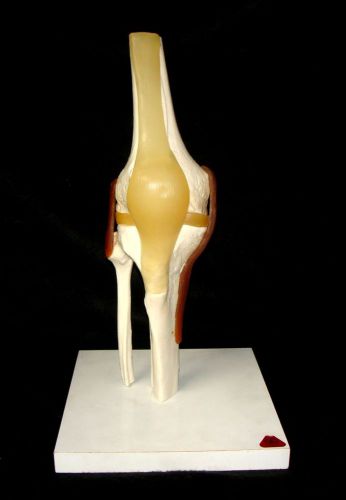 Vintage somso ns50 functional knee joint anatomical teaching model ns 50 for sale