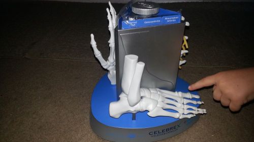 Skeleton Model Hand Foot Back Pfizer Celebrex Bextra Human Bone Display