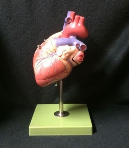 SOMSO Heart Anatomical Model HS5