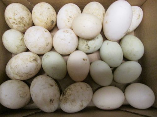 12 +duck eggs for hatching  pekin, muscovy,rouen, mixed with blue swedish,others