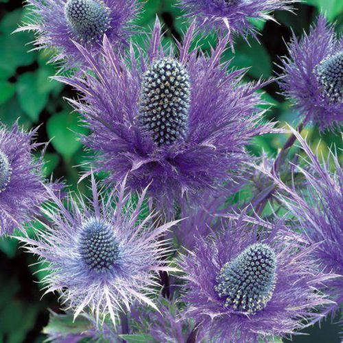 SALE,,,Fresh Eryngium Sea Holly Alpine Blue Star Garden Flower (20+ Seeds) WOW