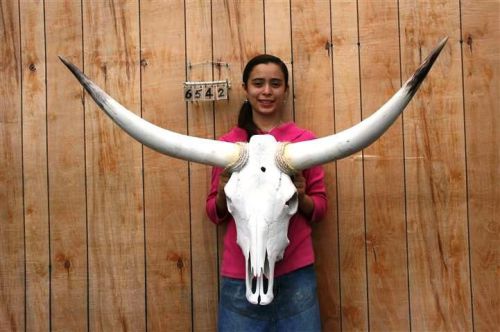 Steer skull long horns 3&#039; 9&#034; cow bull skulls horn h6542 for sale