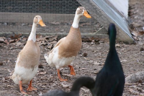 Runner Duck - Fifteen hatching eggs