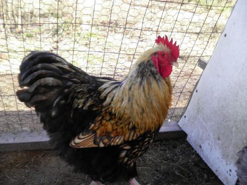 6+ Golden Blonde/Cream Laced English Orpington Hatching Eggs Color Project..