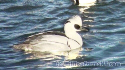 PRE-SALE 2015 - A lot of 4 Smew Duck hatching eggs