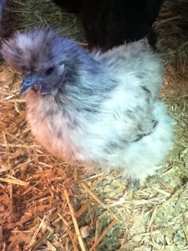 6 pure Silkie Hatching Eggs