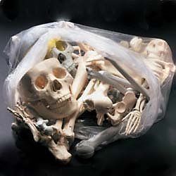 Anatomical Chart Co. Bags of Bones Item #: BONES1