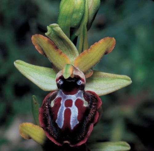 Fresh Premium Ophrys &#034;sphegodes&#034; (Bee Orchid)-(10+ Seeds) WOW, L@@K!!!!!!!