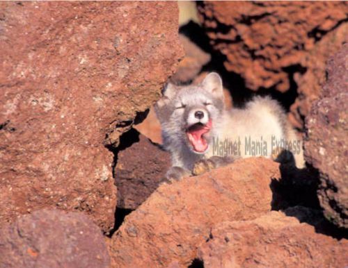 Metal refrigerator magnet yawning arctic fox in rocks travel alaska usa for sale