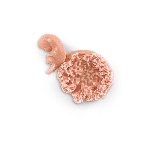 Human Fetus Replica - 7-8 Weeks