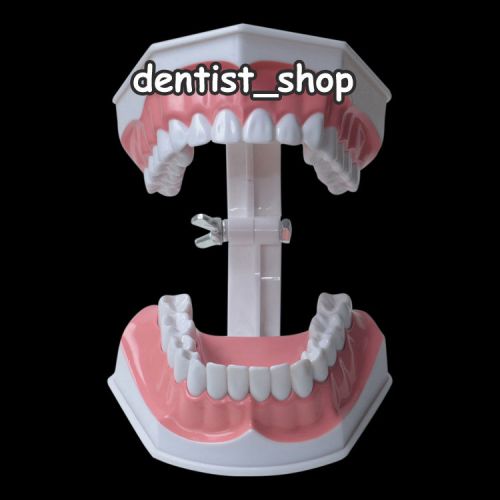 Big Sized Dental Oral Teaching Education Teeth Model for Children 11.9*15*9cm