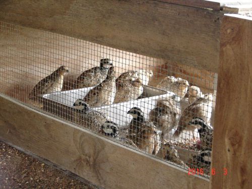 30+Mexican Speckled Bobwhite Quail Eggs..... Licensed by State of Texas