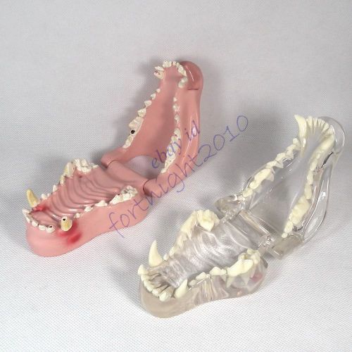 Canine Dog  Jaw Teeth decay Model Veterinary VET Anatomy paology display Periodo