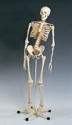 Mr. Flexible Skeleton