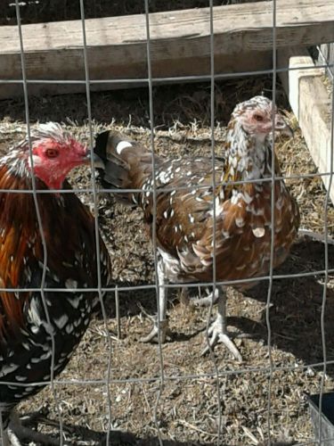 Gamefowl hatching eggs claret/hatch/stags