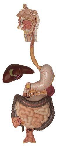 3B Scientific K21 3 Part Digestive System Model, 31.9&#034; x 13&#034; x 3.9&#034;