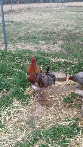 BLUE COPPER MARAN HATCHING EGGS