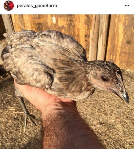 gamefowl hatching eggs (PULLETS)