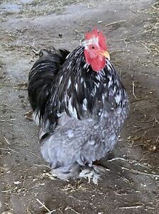 6+ Blue Mottled Bantam Cochin Hatching Eggs