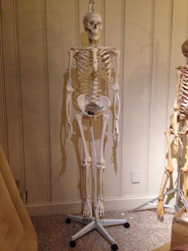 3B Scientific A15/3 Plastic Physiological Human Skeleton Flexible