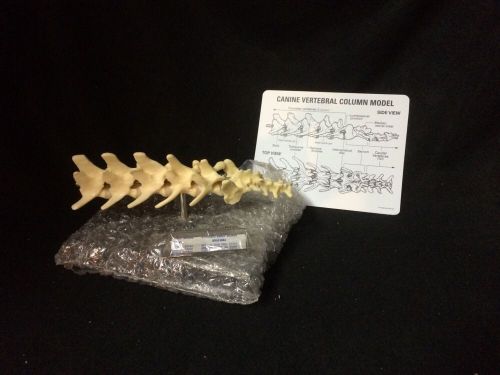 GPI #9080 Canine Vertebral Column Spine Vertebrae Anatomical Model