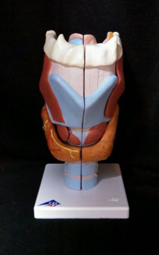 3B Scientific - G21 Larynx Anatomical Model, 2 times full-size, 7 part (G 21)