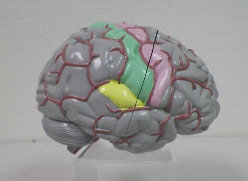 TEACHING ANATOMY BRAIN MODEL 4 PARTS W PAINTED SECTIONS GREY MATTER 5 1/4&#034; EUC