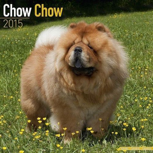 New 2015 chow chow wall calendar by avonside- free priority shipping! for sale
