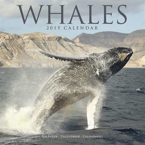 NEW 2015 Whales Wall Calendar by Avonside- Free Priority Shipping!
