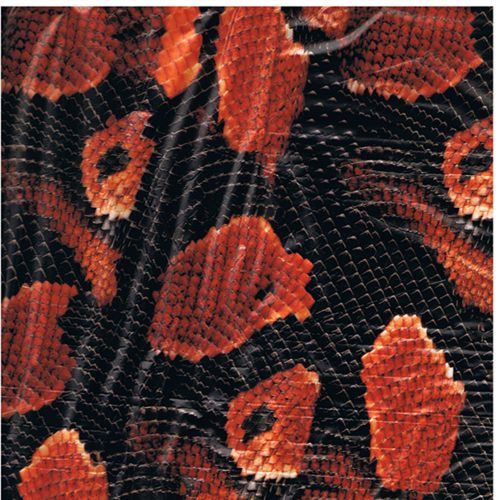 Hydrographics  red animal skin pattern 10 meter water transfer printing film for sale