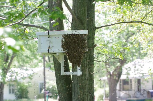 HONEYBEE SWARM TRAP WITH FOUNDATION AND FRAMES