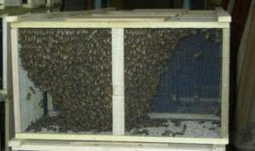 #3 package of italian bees w queen (deposit) for sale
