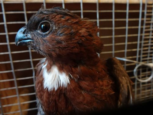 45+ TENNESSEE RED BOBWHITE QUAIL HATCHING EGGS